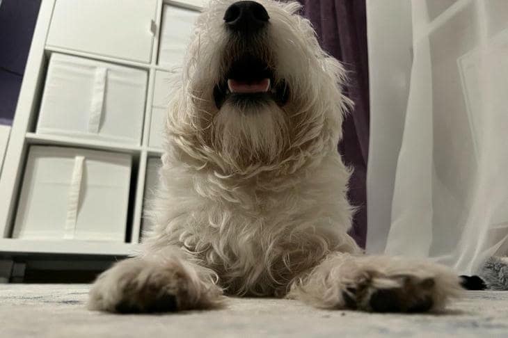 Cómo elegir comida para perros: por qué la composición no lo es todo