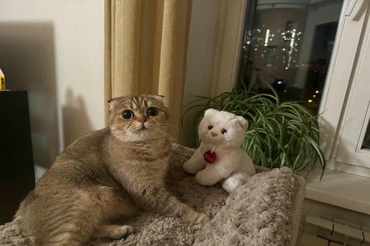 Cómo elige un gato a un dueño en una familia: la alquimia no evidente de la atención y la previsibilidad