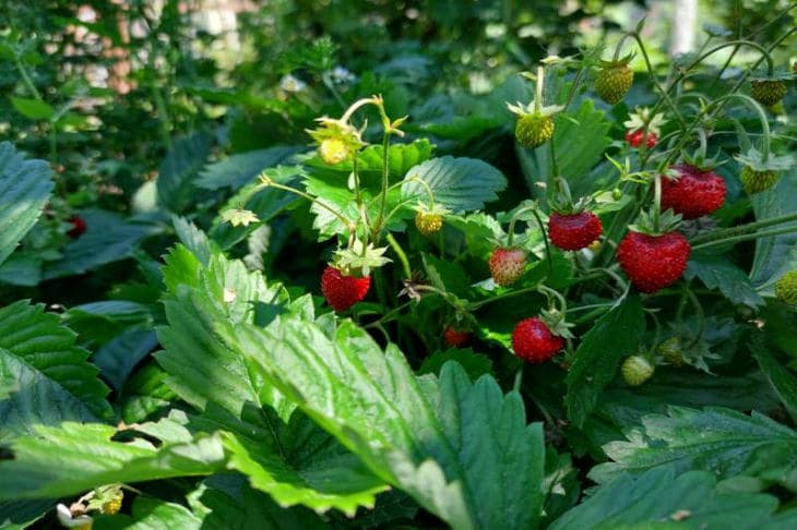 Cuántos años viven las fresas de jardín: ¿cuándo es el momento de renovar su plantación?