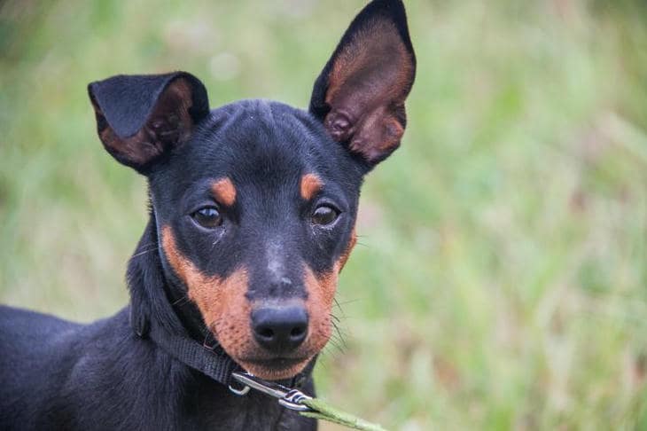 Lo que ocurre cuando enseñas trucos a tu perro: neuroplasticidad y felicidad con tareas desafiantes