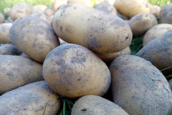 Lo que pasa si cortas la patata demasiado pronto: pánico silencioso en los bajos fondos