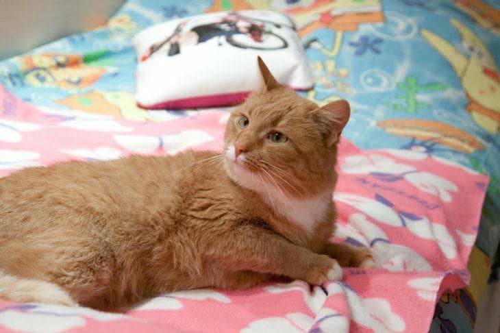 Por qué el gato se frota contra tus piernas: el etiquetado químico y la diplomacia de la confianza