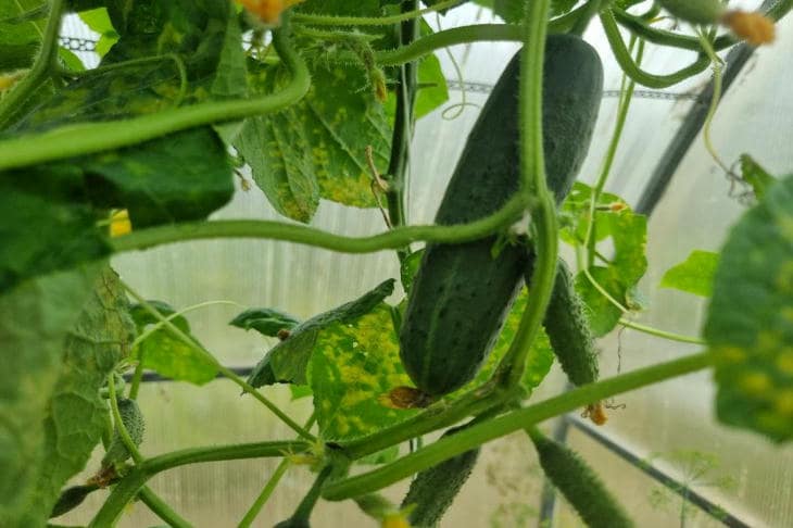 Por qué los pepinos necesitan leche y yodo: el extraño cóctel que cura mejor que la química