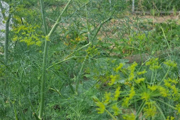 Por qué no brota el eneldo ni con tiempo perfecto: sabotaje de la naturaleza que se puede evitar