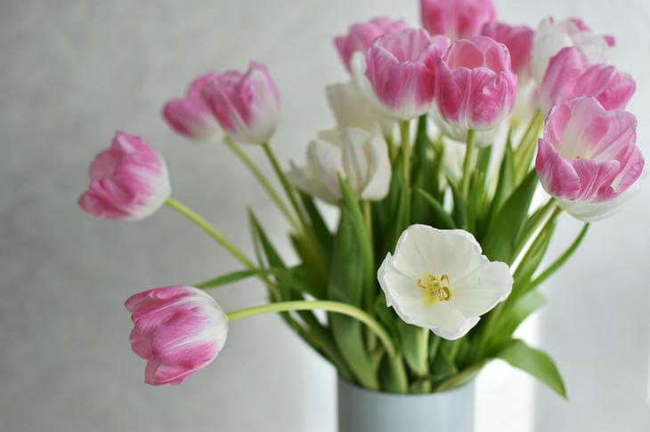 Por qué poner una moneda de cobre en un jarrón de tulipanes: la química olvidada de los tallos resistentes