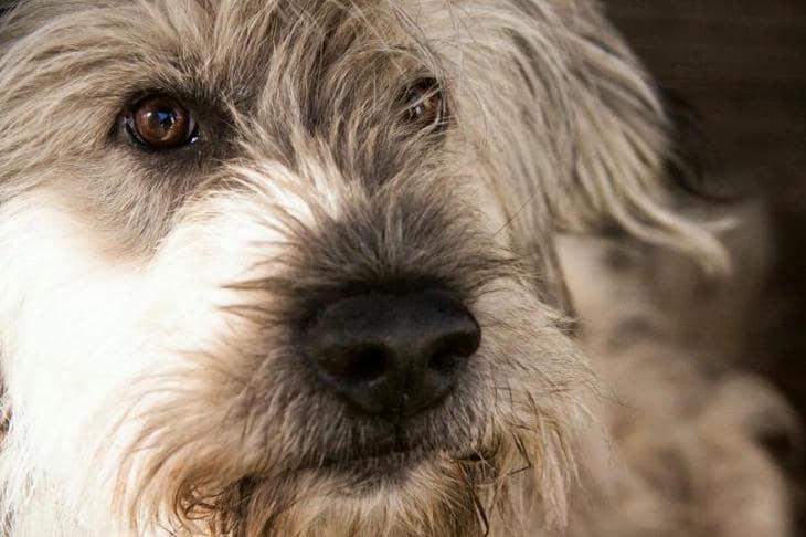 Por qué un perro ladea la cabeza: entre la genialidad y la sordera