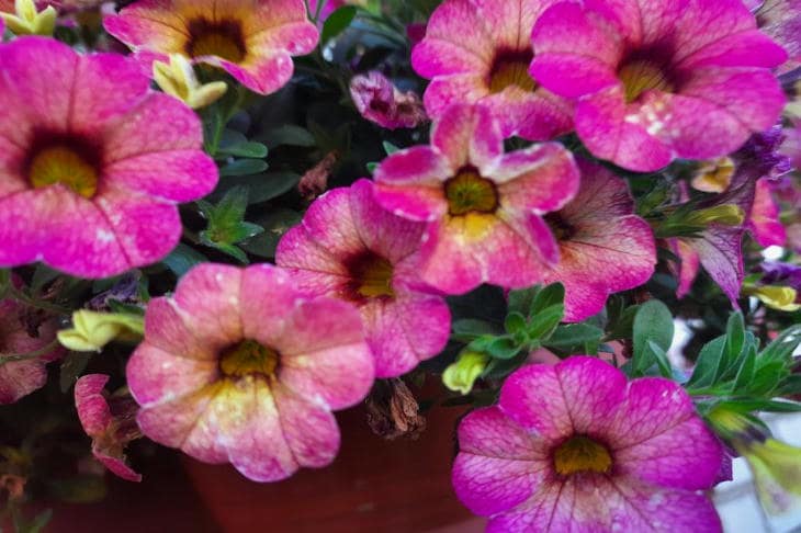 Qué hacer si la petunia deja de florecer: reanimación de emergencia para fuegos artificiales florales