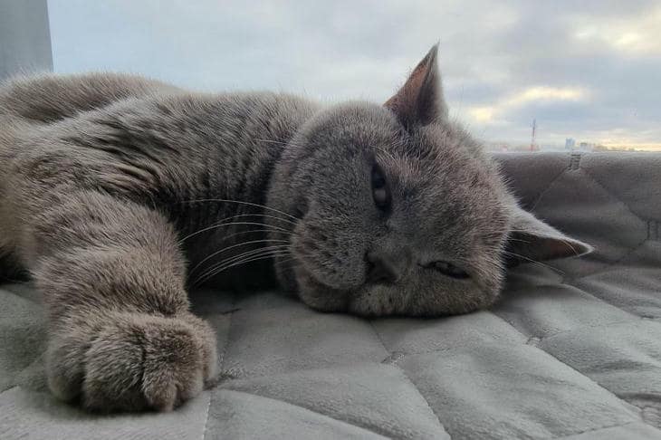 Qué pasa si un gato se queda sin bigotes: mitos y realidades sobre las vibrisas